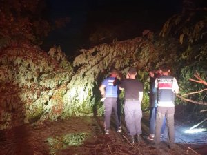Şiddetli rüzgarda ağaçlar yola devrildi