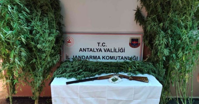 Jandarmadan Döşemealtı’nda kenevir baskını