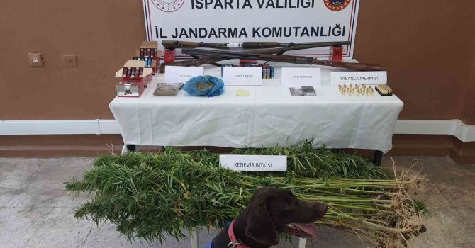 Yasa dışı kenevir ekimi yapan 2 kişi yakalandı