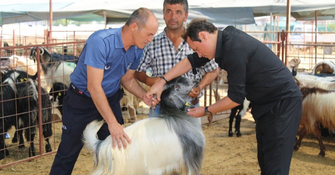 Aksu Zabıta’dan kurban denetimi