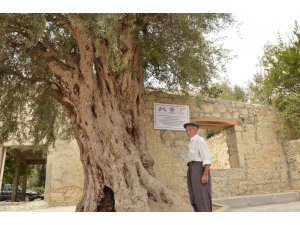 Mersin’de 820 yıllık anıt ağaç koruma altına alındı