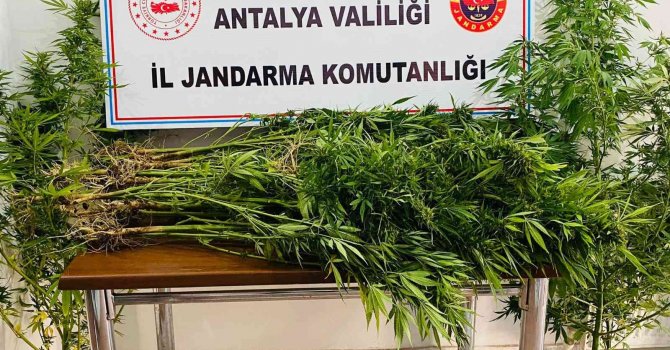 18 yıl önce vefat eden adamın kullanılmayan evinin bahçesinde karı koca kenevir yetiştirdiler