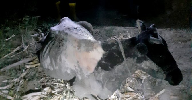 Çamura saplanan ineğin yardımına itfaiye yetişti