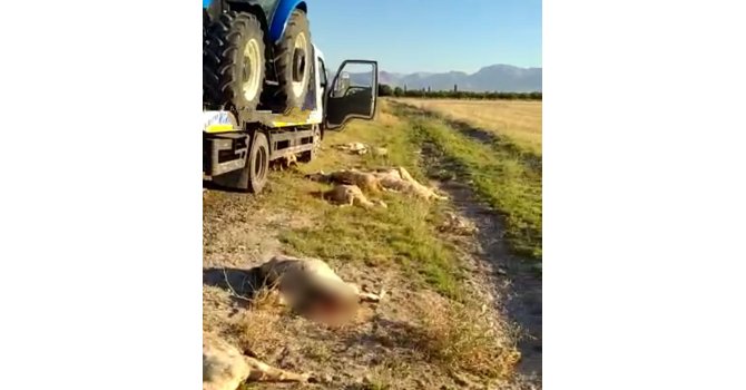 Kamyon, koyun sürüsüne daldı 20’si telef oldu