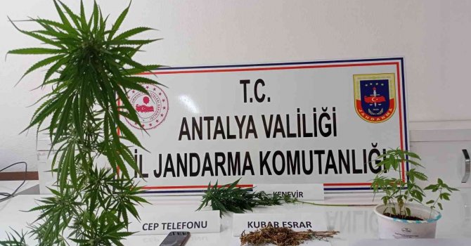 Kumluca’da evin çatısında kenevir ele geçirildi