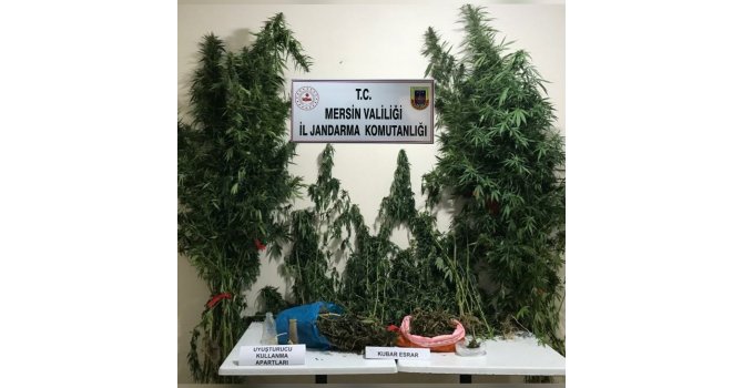 Mersin’de yasa dışı kenevir eken 3 şüpheli yakalandı