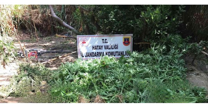 Ormanlık alanda 322 kök kenevir bitkisi ele geçirildi.