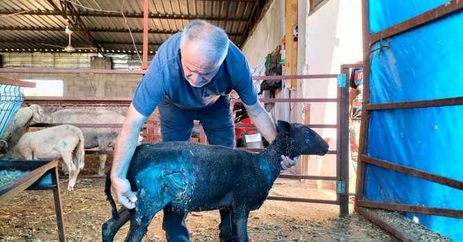 Osmaniye’de sokak köpekleri küçükbaş hayvan çiftliğine saldırdı