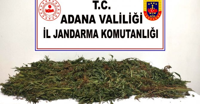 Kenevirleri sökerken suçüstü yakalandılar