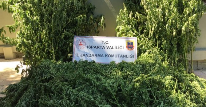 Isparta’da tarlada 242 kök kenevir ele geçirildi, 5 kişi yakalandı