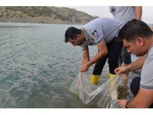 Yavru sazan balıklar su ile buluştu