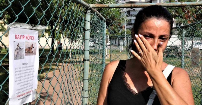 Gözyaşları içinde aradığı sokak köpeğini bulana ödül verecek