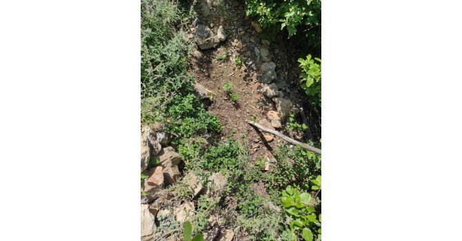 Feke’de kenevir operasyonu