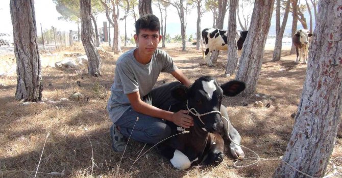 Yangında köylüler ineklerini güvenli bölgeye aldı