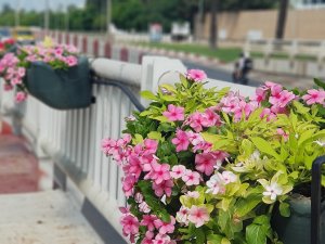 Büyükşehir Belediyesi kenti çiçeklerle donattı