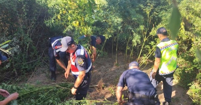 Antalya’da 80 kök kenevir ele geçirildi