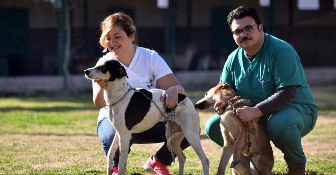 Sevimli dostlar sıcak yuvalara kavuşuyor