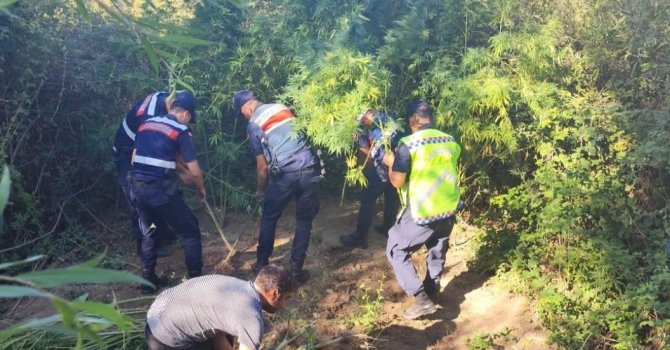 Kamu arazisine kenevir eken şahıs gözaltına alındı