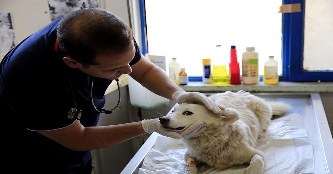 Büyükşehir Belediyesi, bayram tatilinde minik dostlarımızı yalnız bırakmayacak