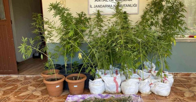 Jandarmanın fark ettiği koku kenevir bahçesini ortaya çıkardı