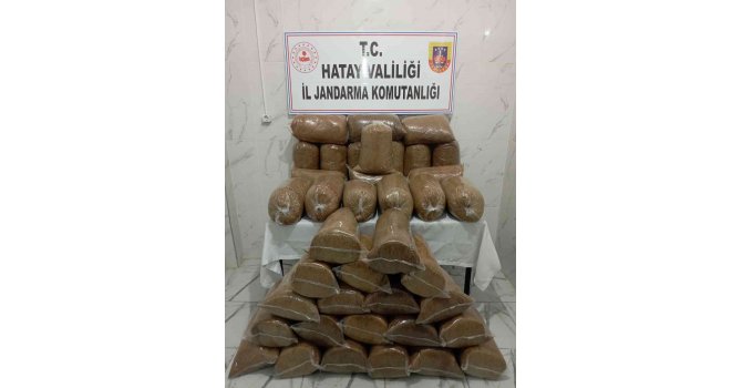 Hassa’da 245 kilo kaçak tütün ele geçirildi