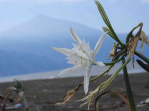 Koparmanın cezası 109 bin TL olan kum zambakları görsel şölen oluşturdu