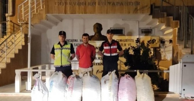 Demre’de 7 çuval keçiboynuzu çalan şüpheliler yakalandı
