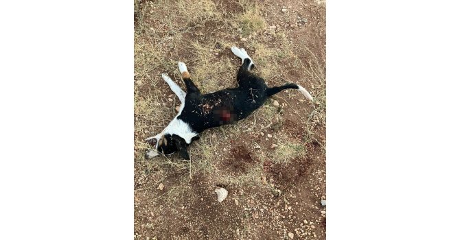 Tavuklarına zarar veren yavru köpeği tüfekle öldüren şahıs kamerada