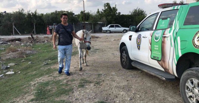 Atını darp eden adam gözaltına alındı