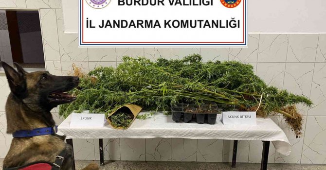 Burdur’da uyuşturucu operasyonlarında 1 tutuklama