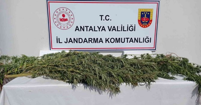 Antalya’da 17 kök kenevir ele geçirildi