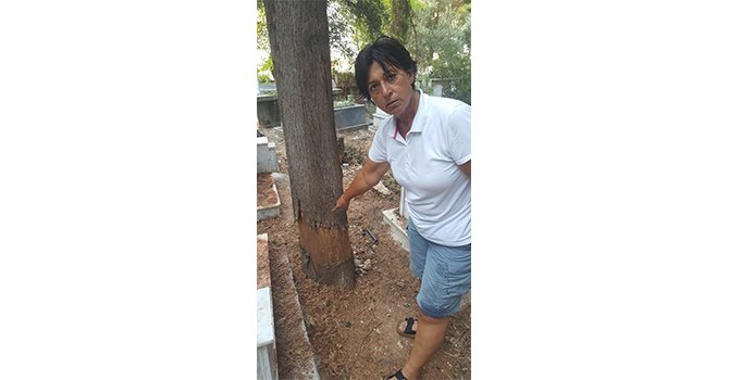 Ağaçları kurutmak için şeytani yöntem