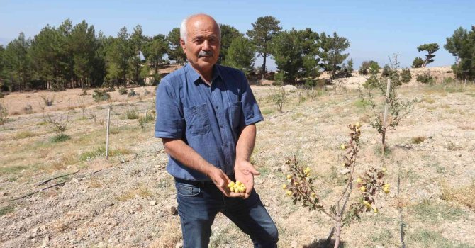 Alıç bahçesini traktörle sürüp tahrip ettiler