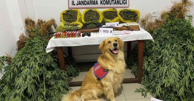 Mersin’de evlerinin bahçesinde uyuşturucu yetiştiren 2 şüpheli yakalandı