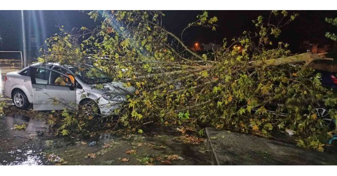 Fırtınanın devirdiği ağaç 4 araca hasar verdi