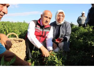 Bakan Kirişci, Maraş biberi hasadına katıldı