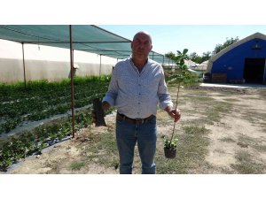 Organik solucan ve yarasa gübresiyle yetiştirilip, kilosu 150 liradan satılıyor