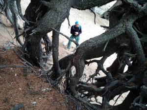 Kökleri dışarıda kalan ağaçlar ilginç görüntüler oluşturuyor