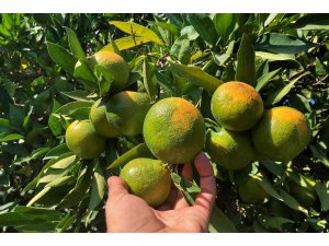 Erkenci mandalinada hasat başladı