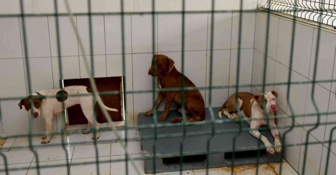Kedi Evi’ne giren 3 pitbull cinsi köpek 12 kediyi telef etti