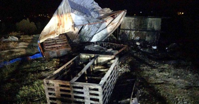 90 Adana güvercini dakikalar içinde telef oldu