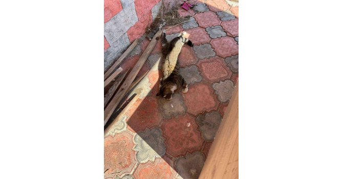 Mersin’de köpek ve kedileri zehirleyen şahıs gözaltına alındı