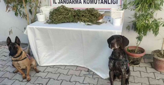 Hatay’da 2 kilo 450 gram esrar ele geçirildi