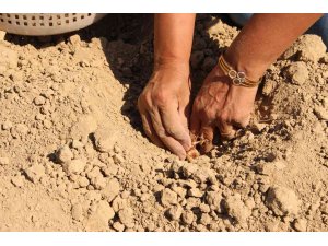 Elmalı’da kadınlar, altın bitki safranı toprakla buluşturdu