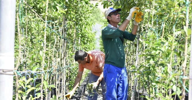 Muratpaşa turunç fidanı üretiyor