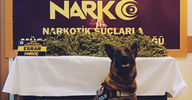 Osmaniye’de uyuşturucu operasyonlarında 6 tutuklama