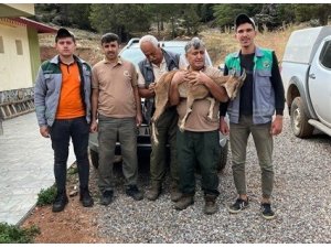 Ormancıların yaralı bulduğu yaban keçisi tedavi altında alındı