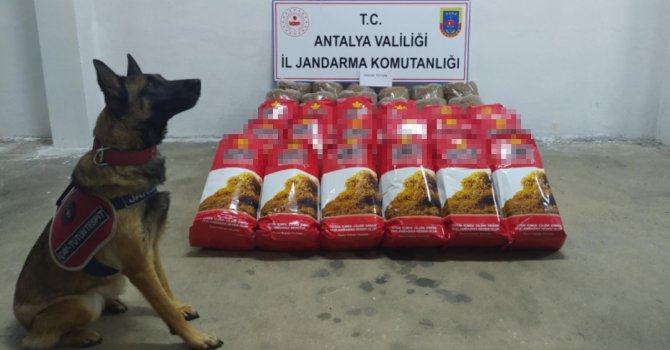 Alanya’da,yolcu otobüsünde 150 kilogram kaçak tütün ele geçirildi