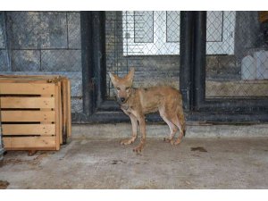 Tarsus Doğa Parkı yaban hayvanlarına merhem oluyor