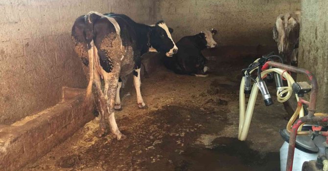 Ahıra süt sağmaya giden kız akıma kapılarak öldü